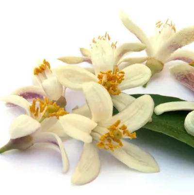 Neroli 5